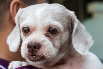 Cute white dog with head shot.