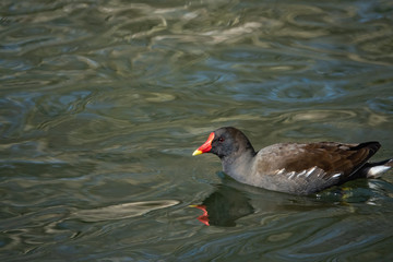 Common Moorhen in Pond in Winter