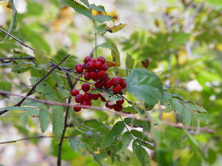 red berries on a branch