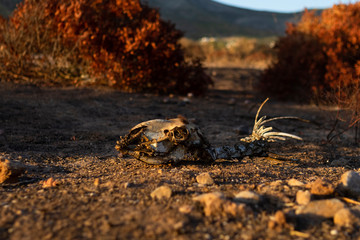 Animal skeleton in front of burnt trees.