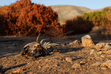 Animal skeleton in front of burnt trees.