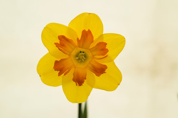 Close-up of single Daffodil 'Marion Pearce'