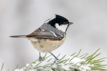 Obraz premium coal tit in the tree