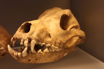 old skull of a canine animal