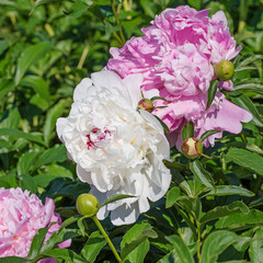 Weiße und rosa Pfingstrosen, Paeonia