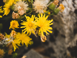 Bee on a flower