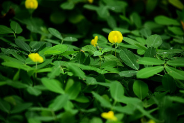 close up natural flowers, flowers bloom with blur background, used for background or wallpaper