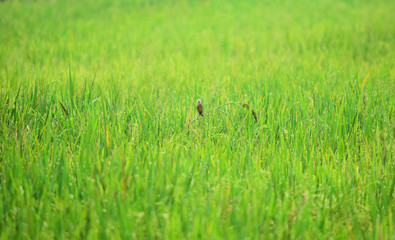 paddy fields - rice fields that stretch wide in green