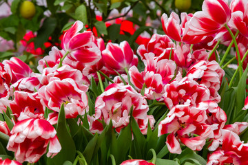 Decorative flowers in a greenhouse