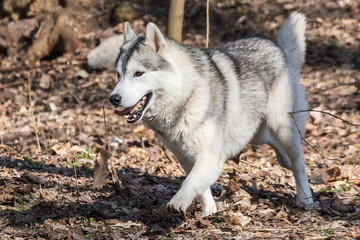Cute black and white dog Husky runs on last year's leaves in the park on a spring walk to the photographer. Sunny day. Close-up.