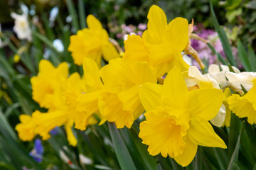 Decorative flowers in a greenhouse