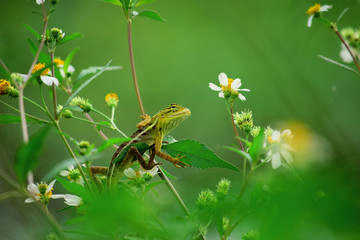 chameleon - among the flowers there is a reptile that is camouflage, wild chameleon