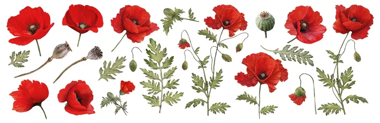 Red poppy. Watercolor. Botanical collection of garden and wild plants. Set: leaves, flowers, twigs,poppies, buds. © Erenai