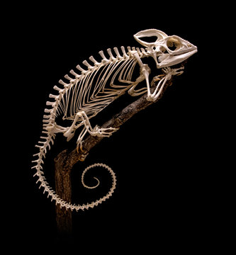 Skeleton of chamaeleo (Furcifer) oustaleti. Skeleton of Chameleon crawling on the tree on black background.