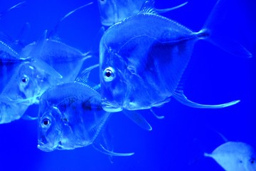 The lookdown (Selene vomer) fish is similar to the Atlantic moonfish, it can be distinguished by...