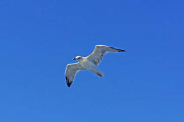 Seagull in flight against clear blue sky