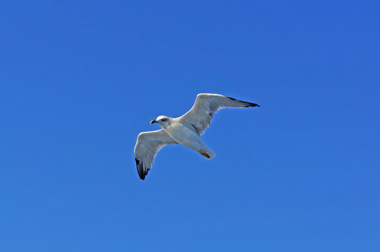 Seagull in flight against clear blue sky