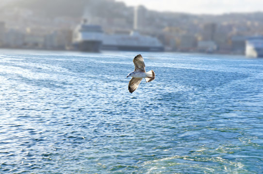 Flying seagull on the background of the sea and ships in the port