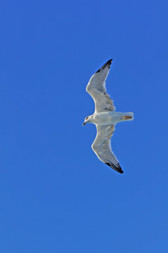 Seagull in flight against clear blue sky, bottom view
