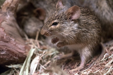 Small mouse - Neumann's grass rat (arvicanthis neumanni).