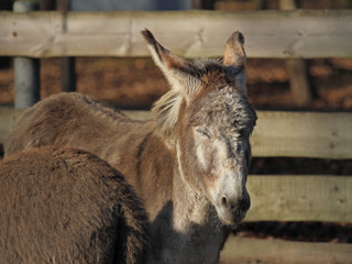 Fototapeta premium Esel