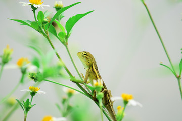 chameleon - among the flowers there is a reptile that is camouflage, wild chameleon