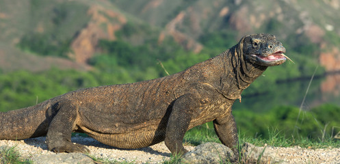 The Komodo dragon with opened a mouth. Biggest living lizard in the world. Scientific name: Varanus...