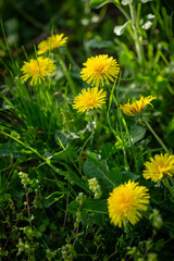 Yellow flowers on green background