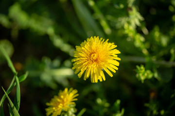One flowers on green background