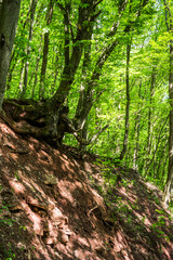 deep ravine in the forest