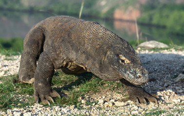 Walk of  Komodo Dragon. Scientific name: Varanus komodoensis.  Natural habitat. Rinca island. Indonesia.Indonesia.