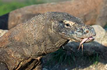 Komodo dragon with the  forked tongue sniff air.  Close up portrait. The Komodo dragon, scientific name: Varanus komodoensis. Indonesia. natural habitat. Rinca Island