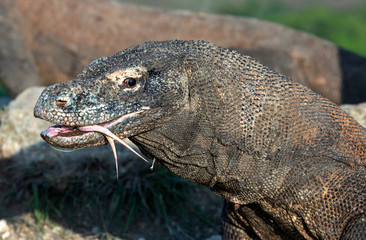 Komodo dragon with the  forked tongue sniff air.  Close up portrait. The Komodo dragon, scientific name: Varanus komodoensis. Indonesia. natural habitat. Rinca Island