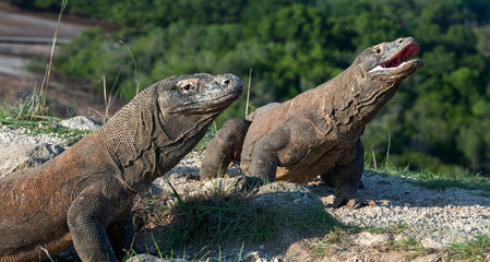 The Komodo dragon with opened a mouth. Biggest living lizard in the world. Scientific name: Varanus komodoensis. Natural habitat, Island Rinca. Indonesia.