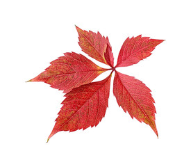 Red autumn leaf isolated on white background. Grape leaf.