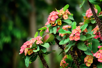  Euphorbia milii which is in bloom