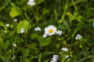 blossoming chamomiles and creeping speedwell flowers