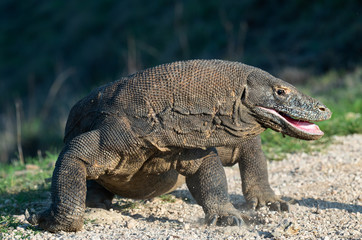 Obraz premium The Komodo dragon with opened a mouth. Biggest living lizard in the world. Scientific name: Varanus komodoensis. Natural habitat, Island Rinca. Indonesia.