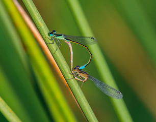 libelula elegans