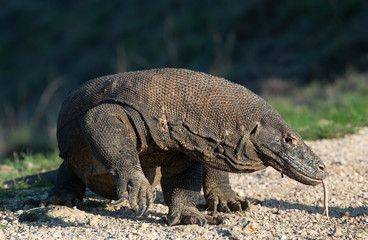 Obraz premium Komodo dragon, scientific name: Varanus komodoensis. Indonesia.