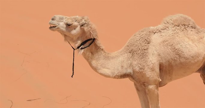 Taghit, Alg&eacute;rie, dromadaire