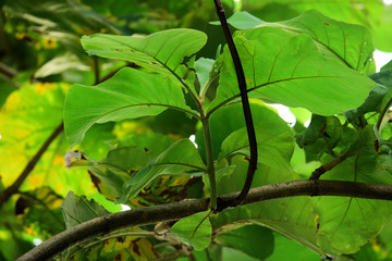 teak tree leaves