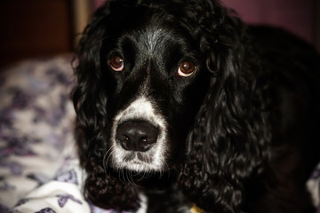 Black and white cocker spaniel dog
