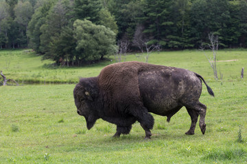 Huge American bison seen in profile walking on grass with trees in the background