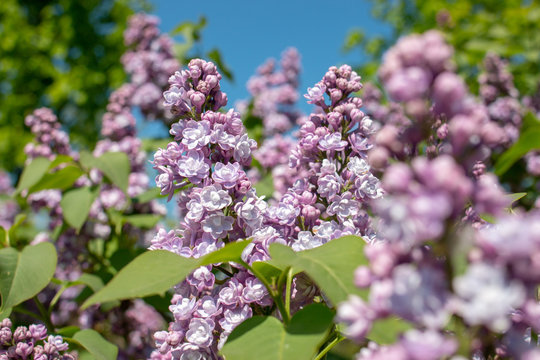 Syringa vulgaris Michel Buchner