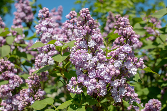 Syringa vulgaris Michel Buchner