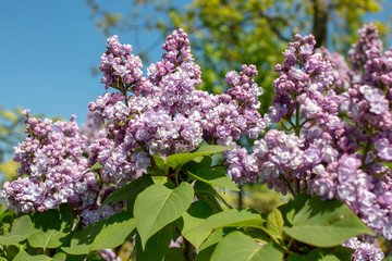 Syringa vulgaris Michel Buchner