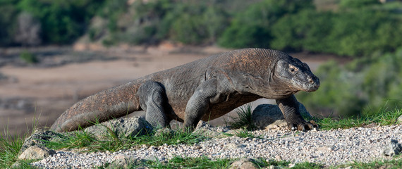 Walk of  Komodo Dragon. Scientific name: Varanus komodoensis.  Natural habitat. Rinca island. Indonesia.Indonesia.