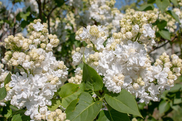 Syringa vulgaris 'Mme. Lemoine'