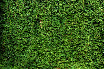 carpet of green leaves, green wall of creeping vines of maiden grapes, green fence of...